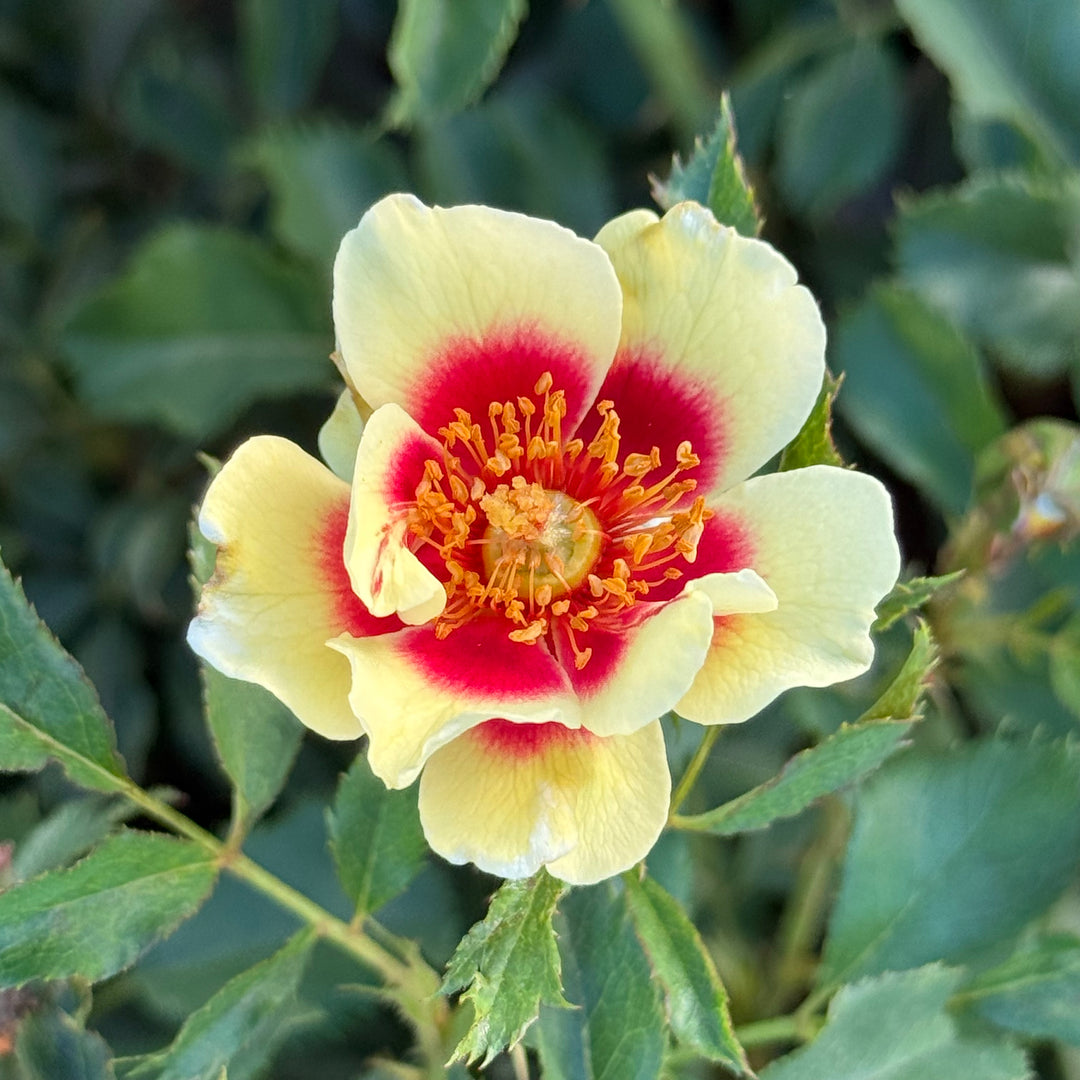 Close up of yellow with red center rose bloom
