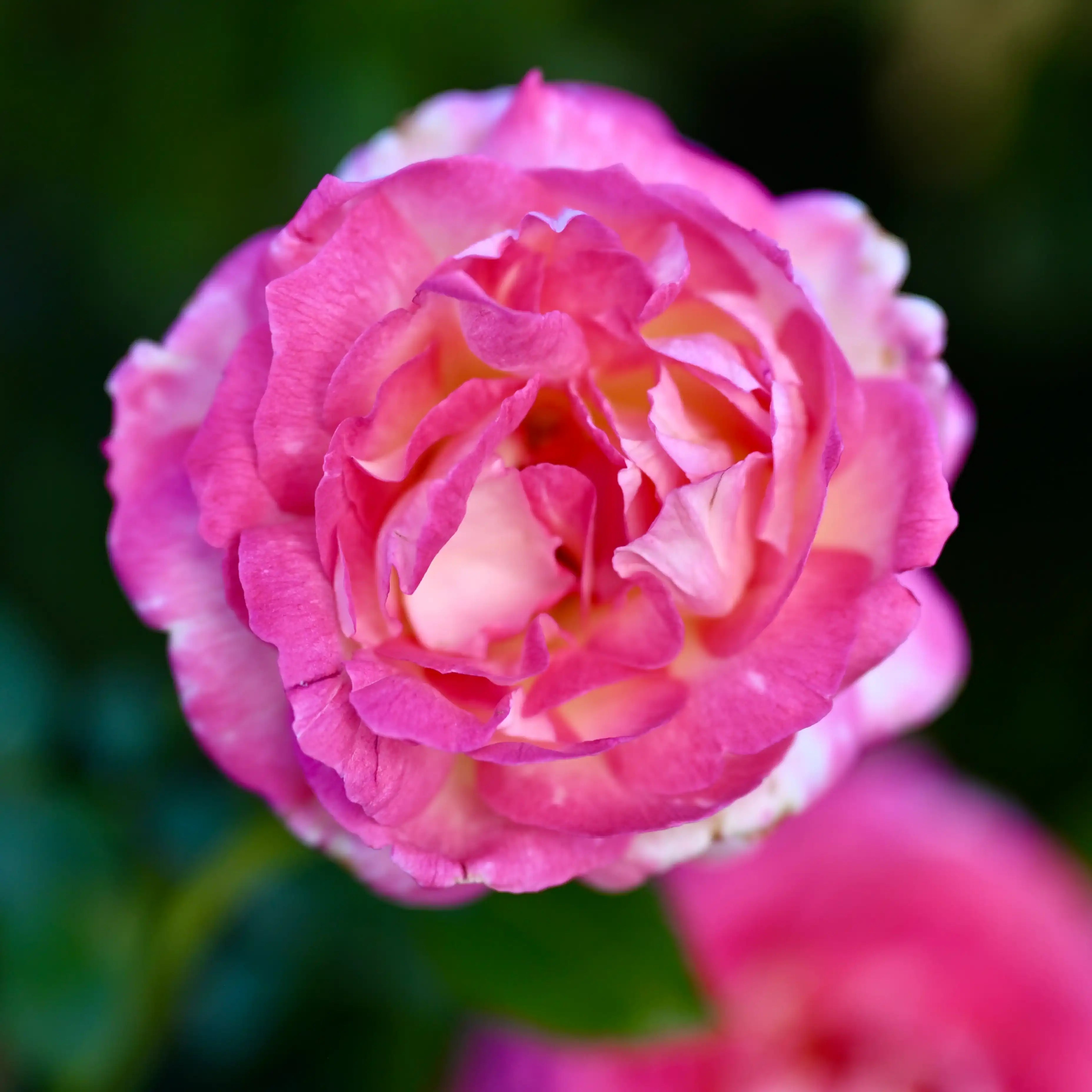よ*ん様 ❤️開花株❤️BRIAR ROSE同一交配930Ash【ASHWOOD Pink Rose Bush Collection | April & Ashley