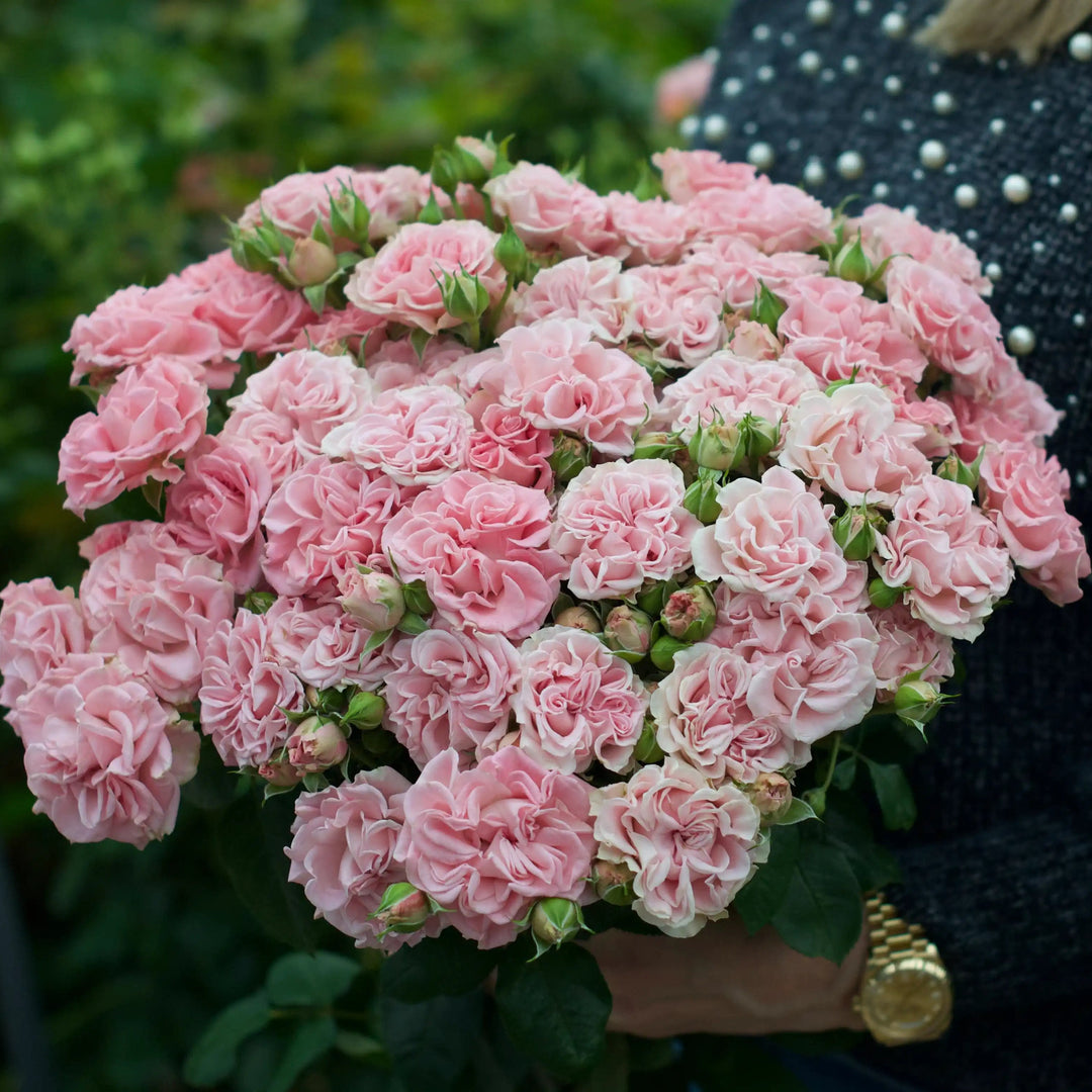 fairy rose seeds Sweet Flow™