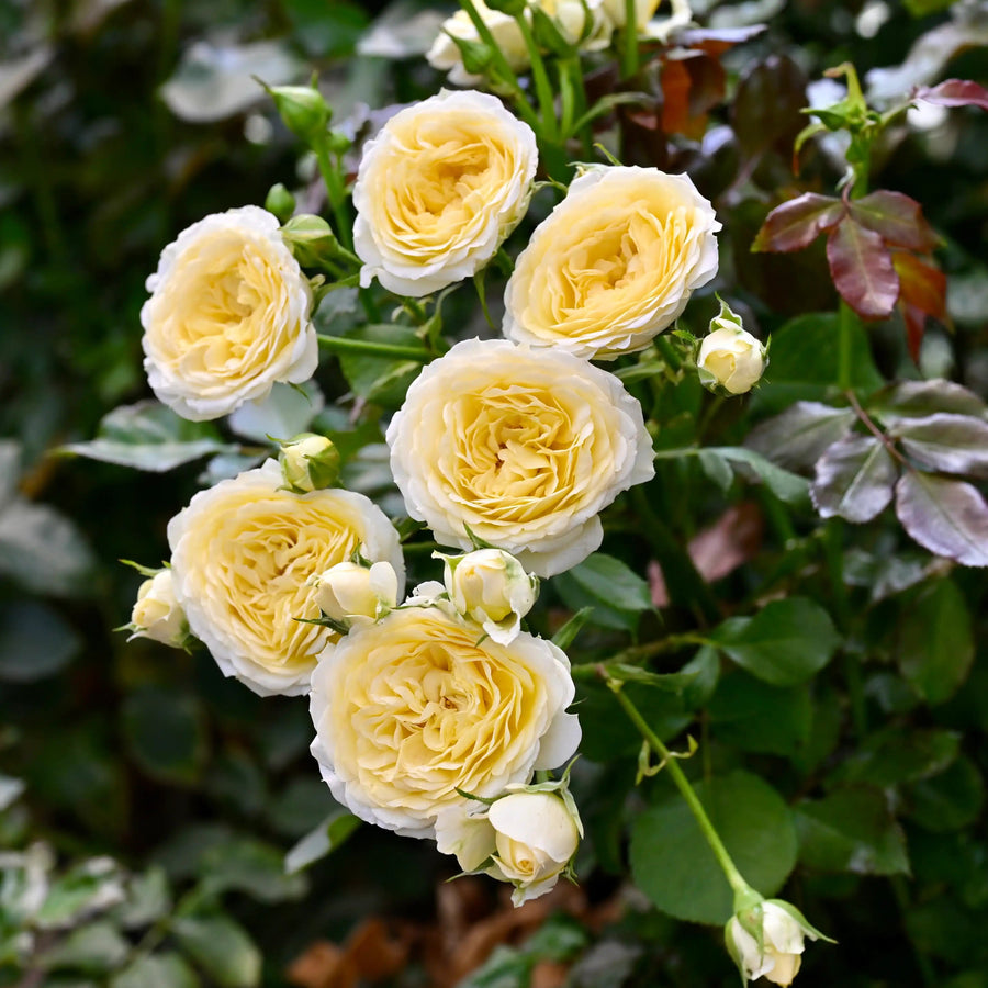Spray Rose Bush Collection | April & Ashley
