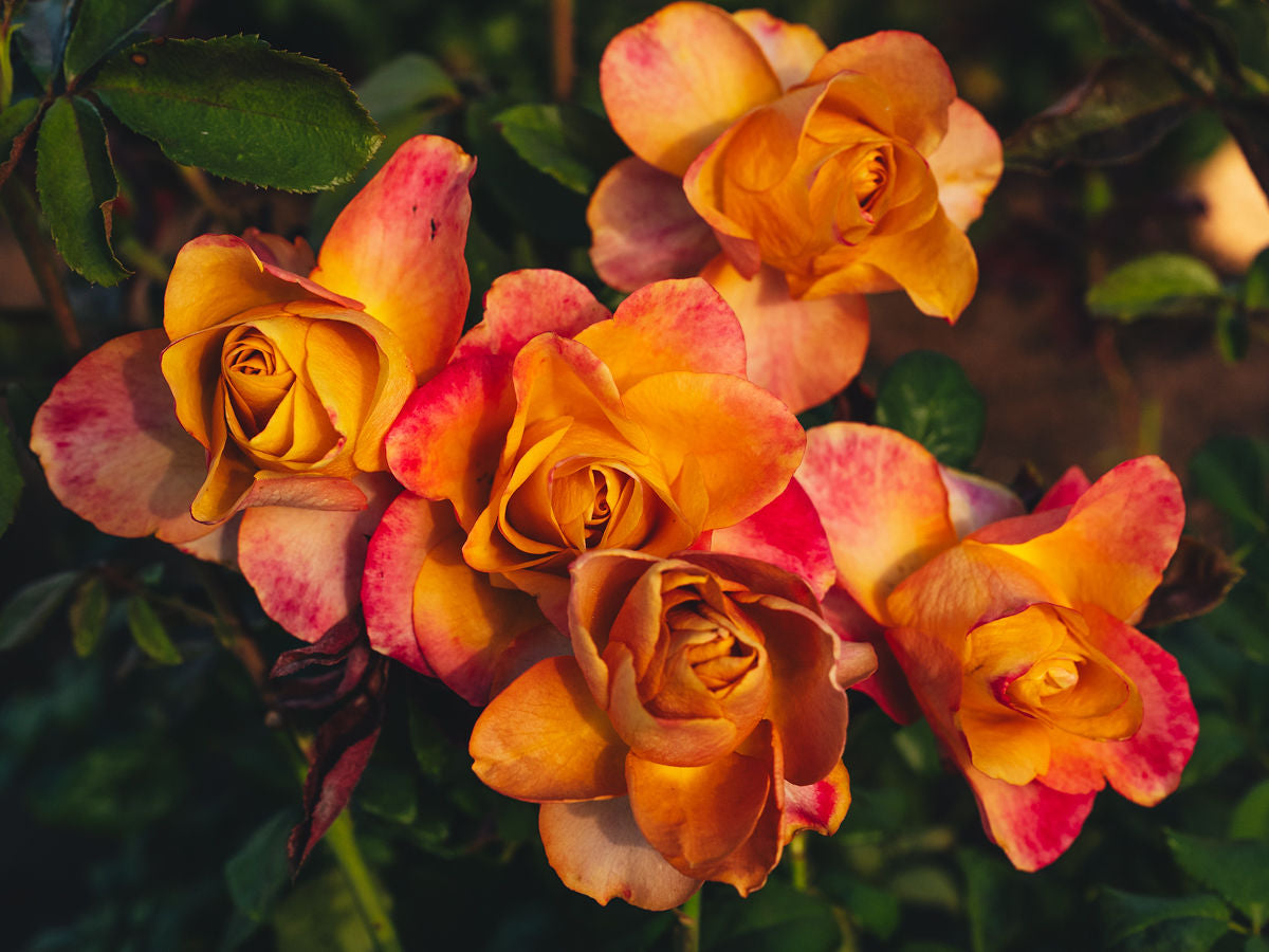 2026 Rose Bush Catalog – April & Ashley