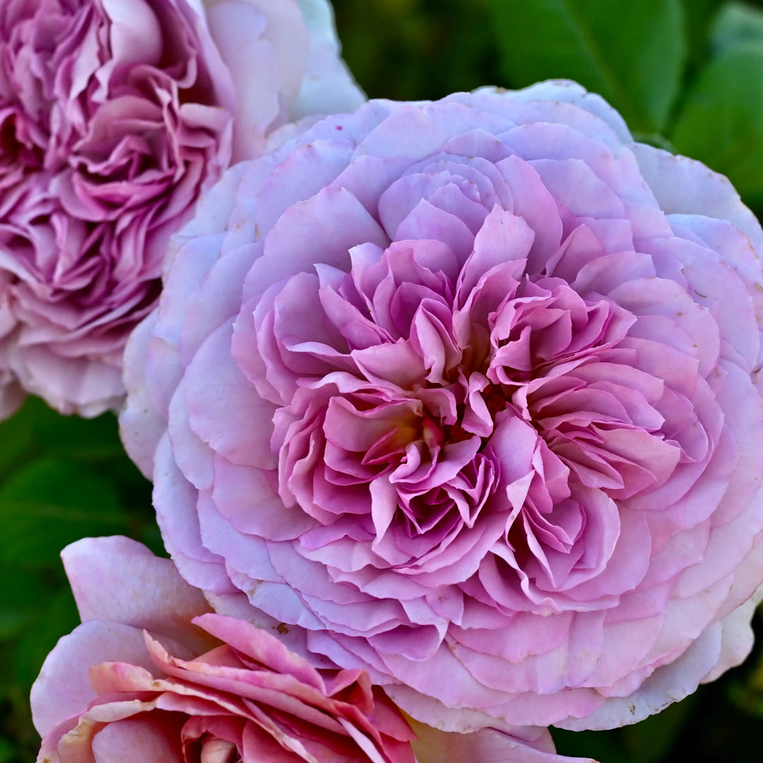 lavender ice rose plant The Pride™