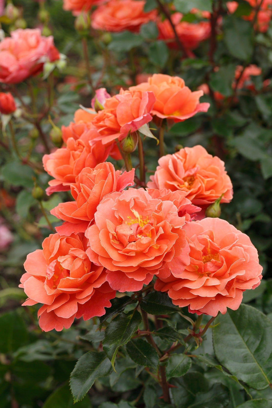 Cluster of peach-colored roses with green leaves in the background