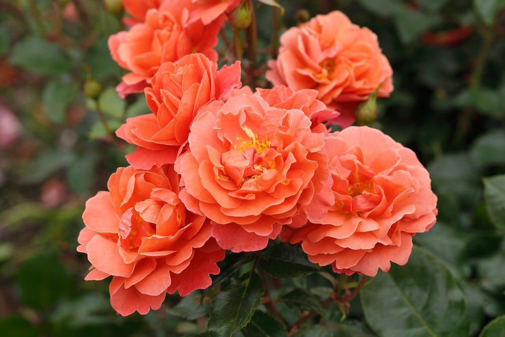 Cluster of pink flowers with green leaves in the background