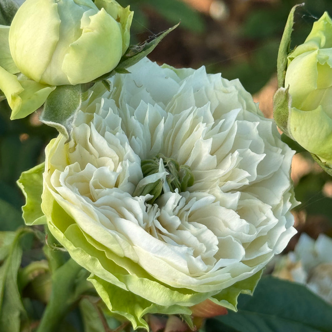 Tinkerbell Bloom
