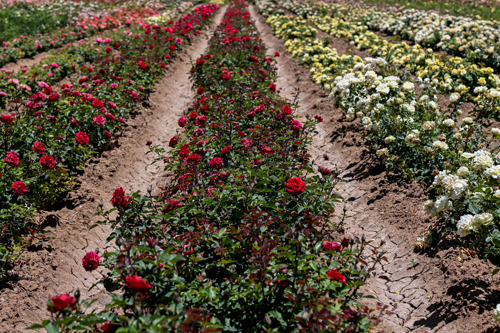 Row of red roses and white flowers in a garden