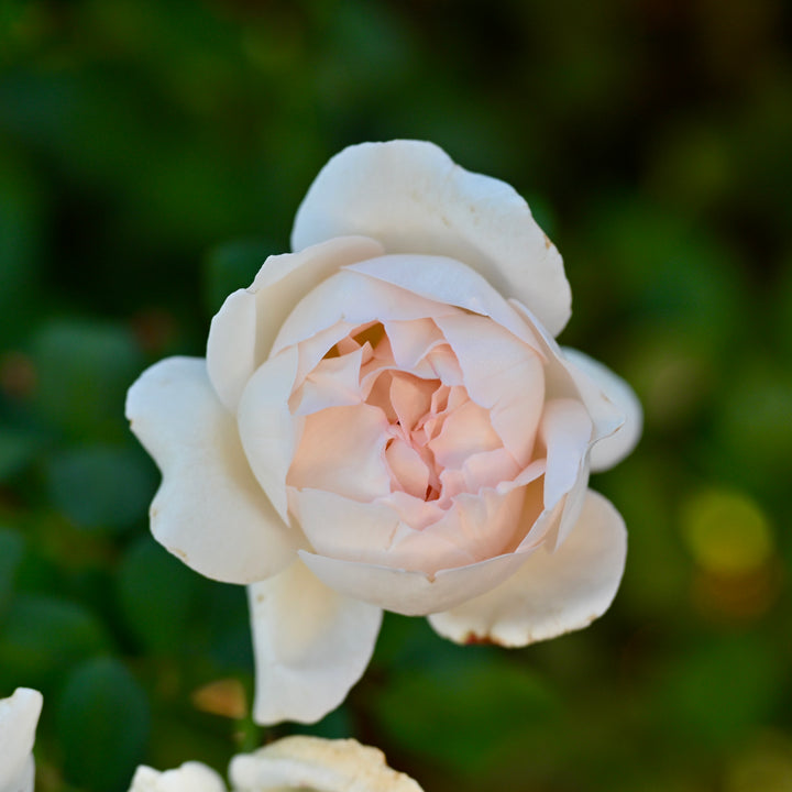 Tresor du Jardin