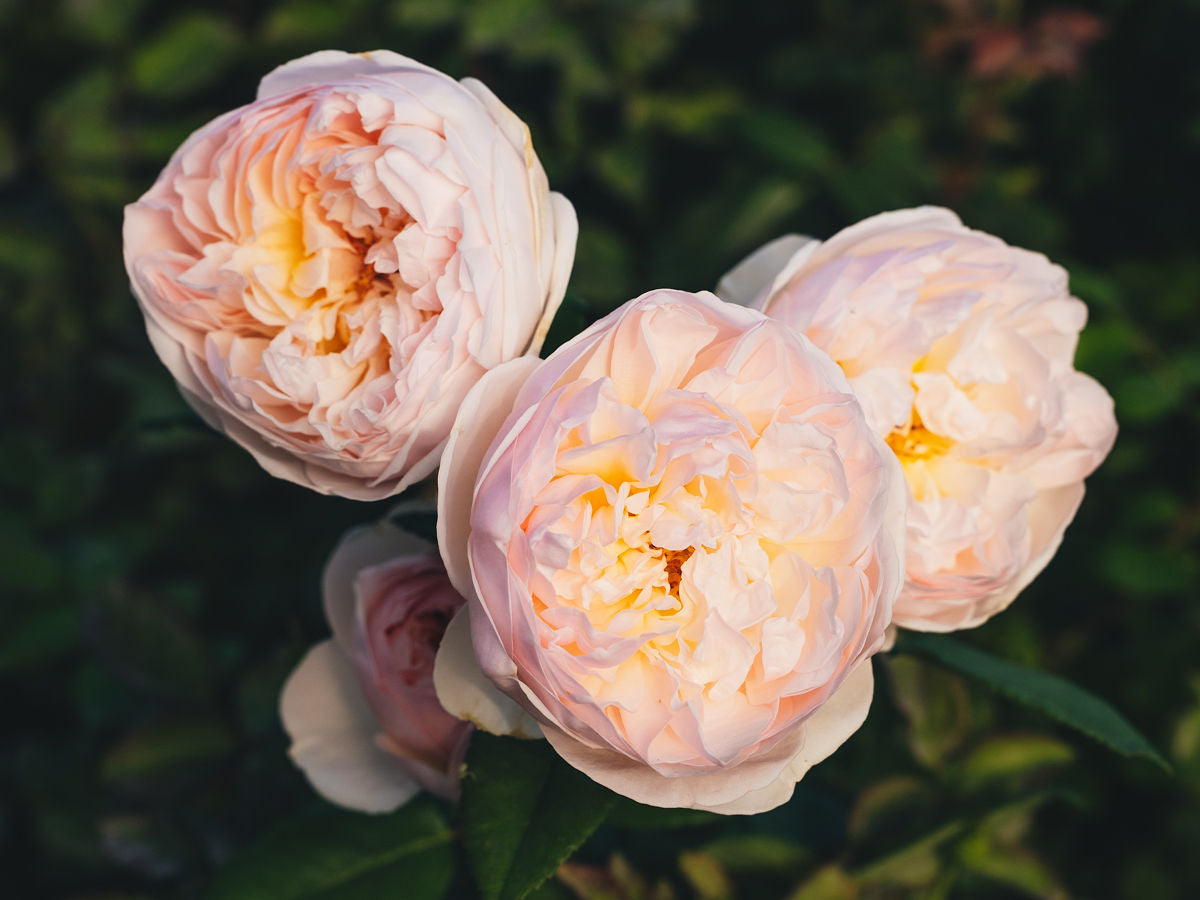アリアンローズ 8208 Classic Moc Toe Dusty Rose Abilene – Red Wing Amsterdam