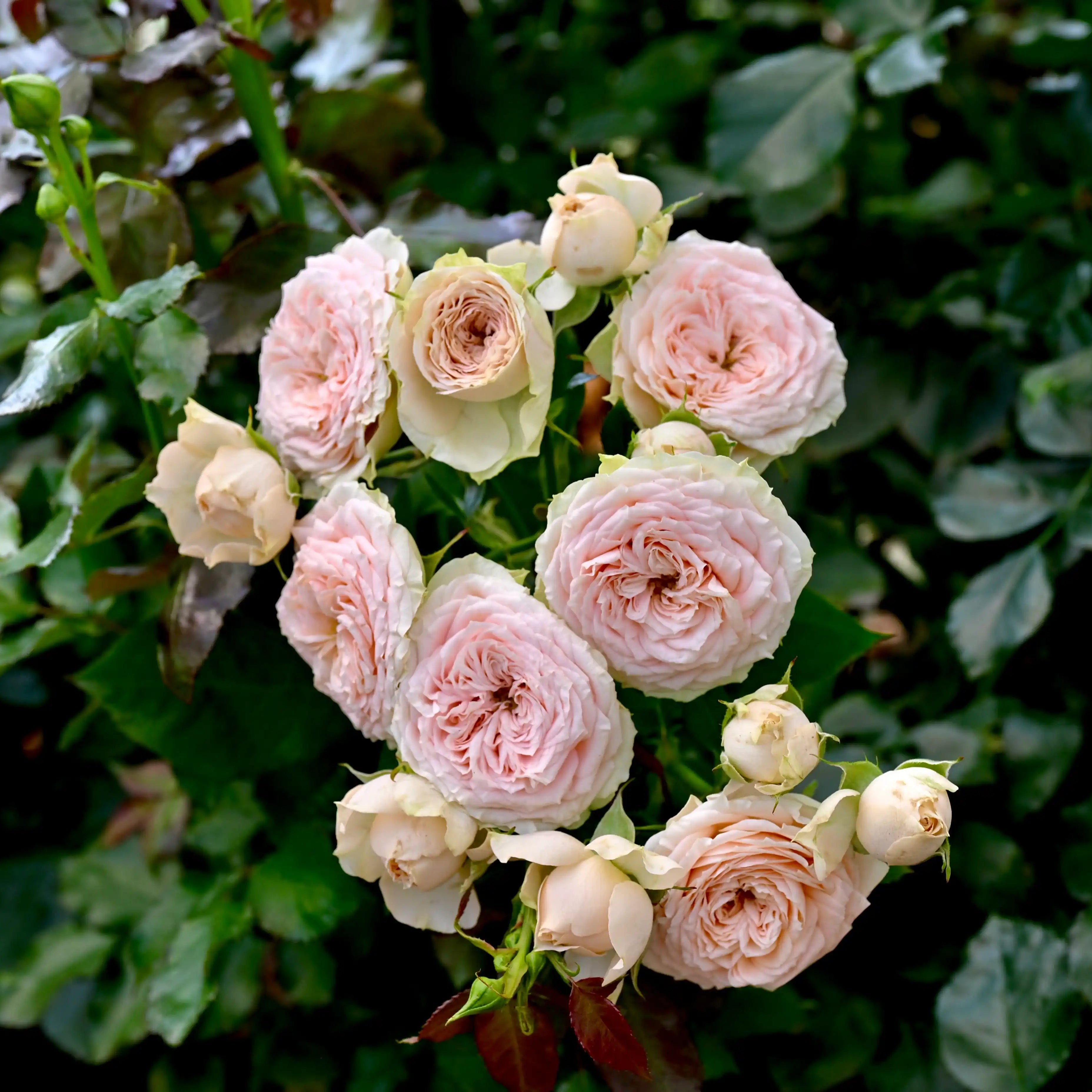トップス rose Sunbelt® Crazy Love™ Potted Rose Bush - Grace Rose Farm