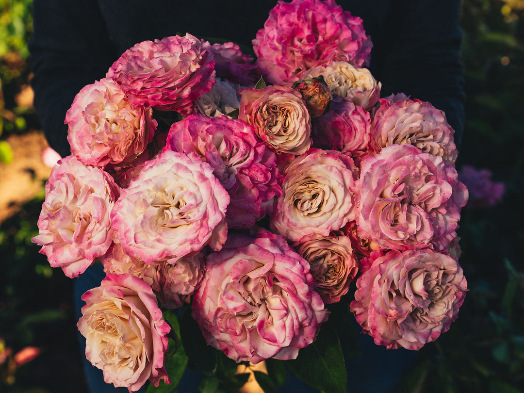 Westminster Abbey!™ Rose Bush