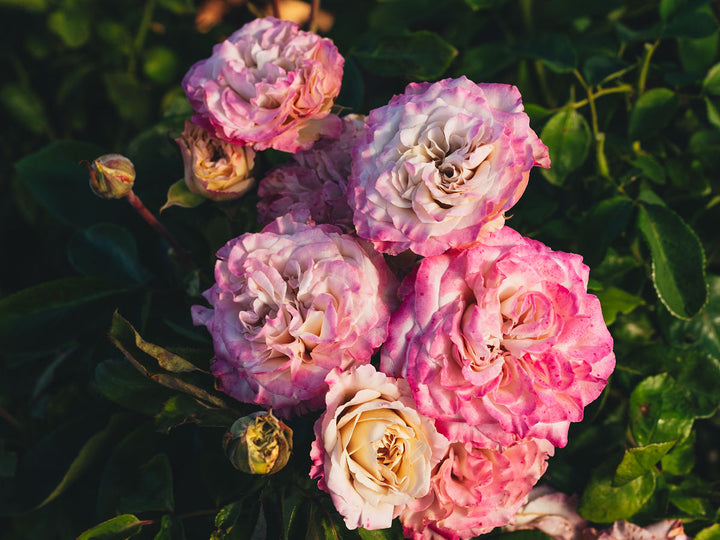 Westminster Abbey!™ Rose Bush