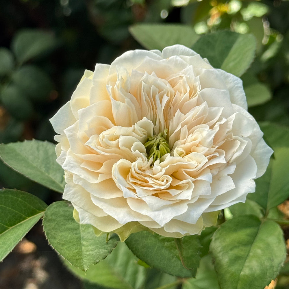 Close of up of rose bloom