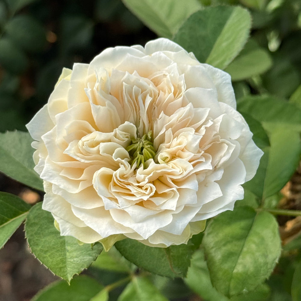 Close-up of a white flower with green leaves in the background