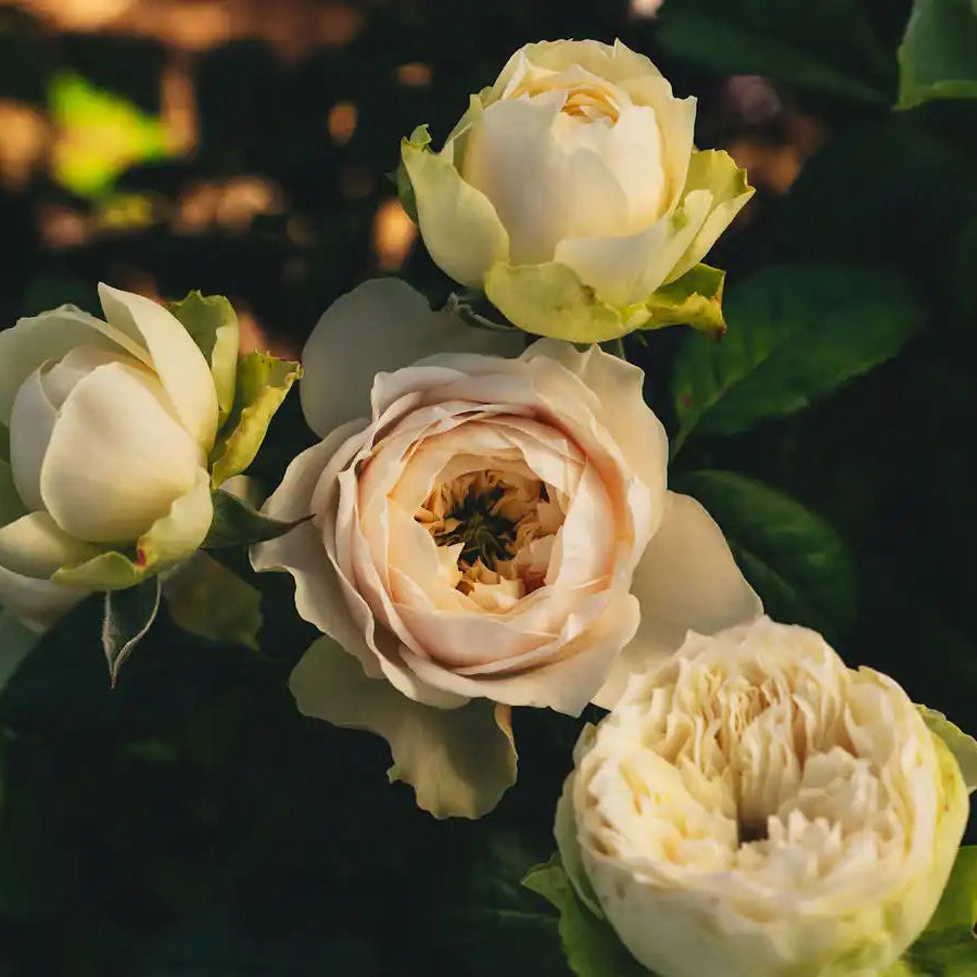 Hardiness Zone 6 Rose Bush Collection | April & Ashley