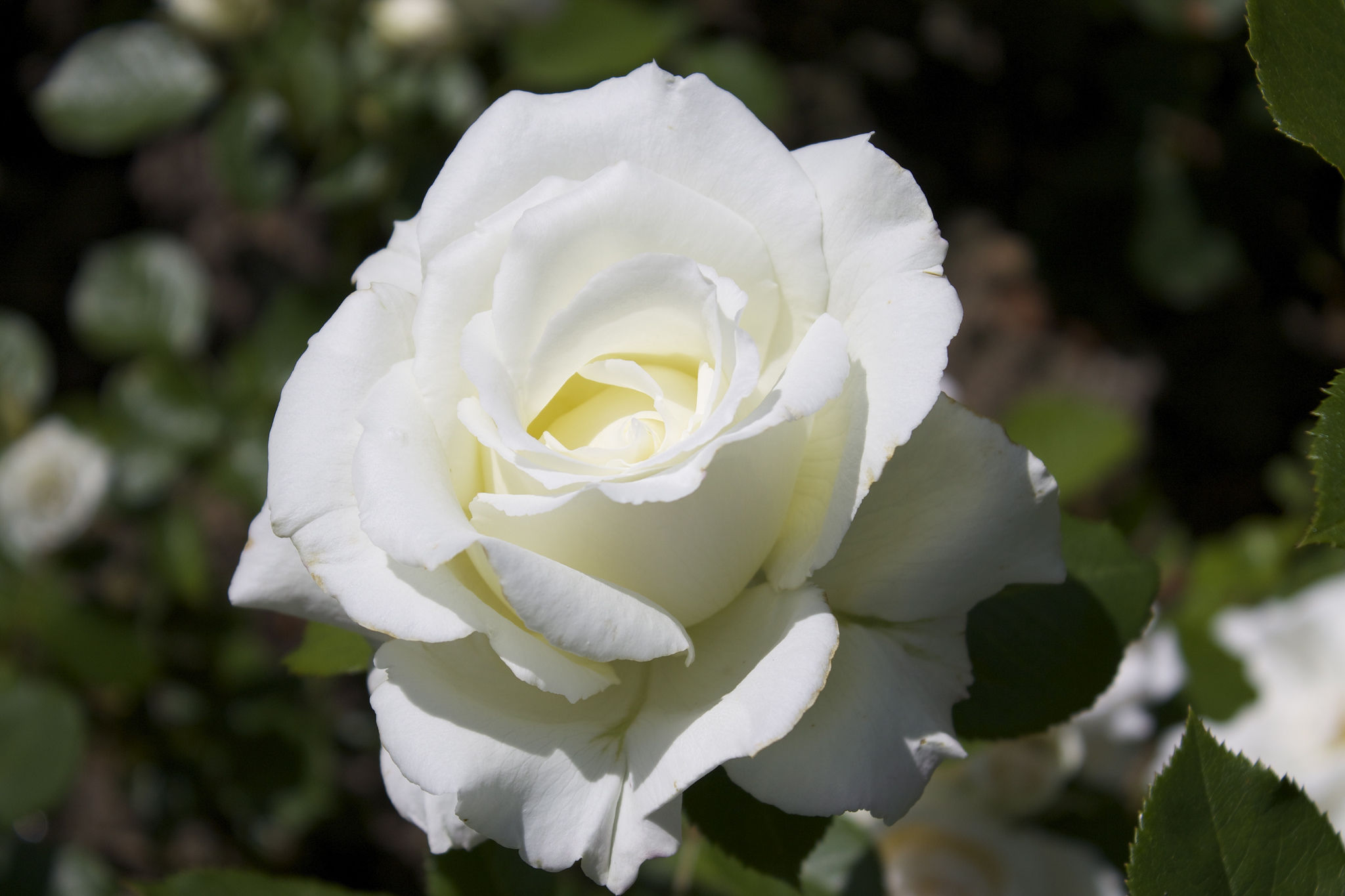 Small White Tea Roses Guide to Growing Hybrid Tea Roses | April & Ashley