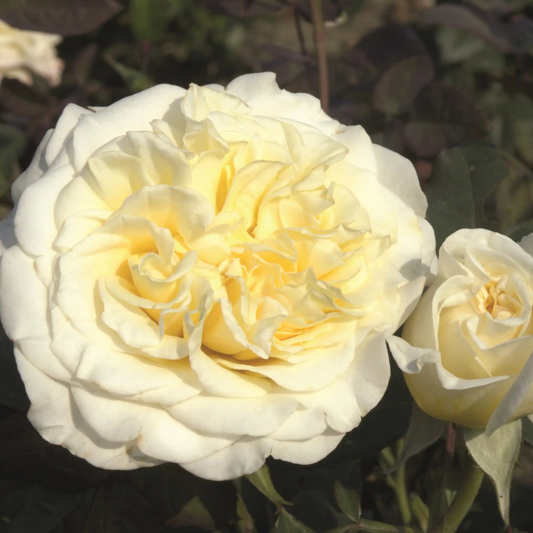 White Ashley Dormant Pot White Ashley Dormant Pot
