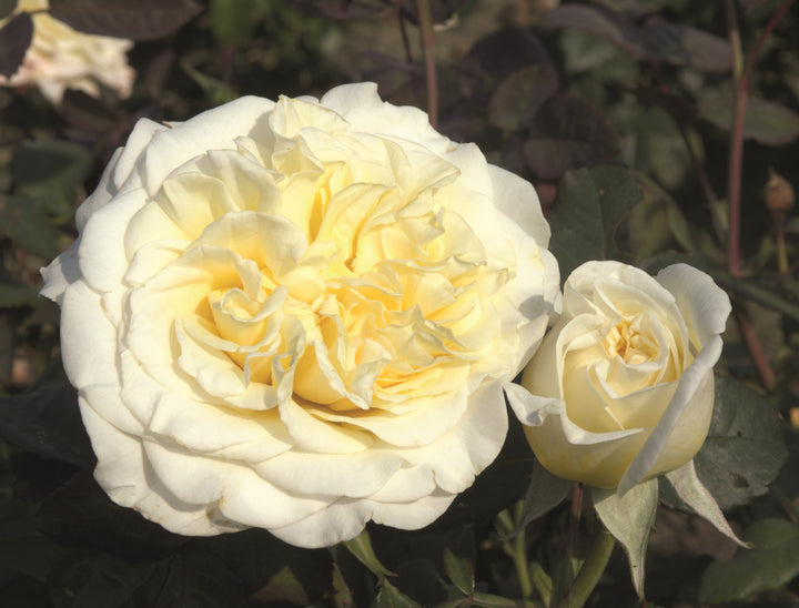 White Ashley rose bloom
