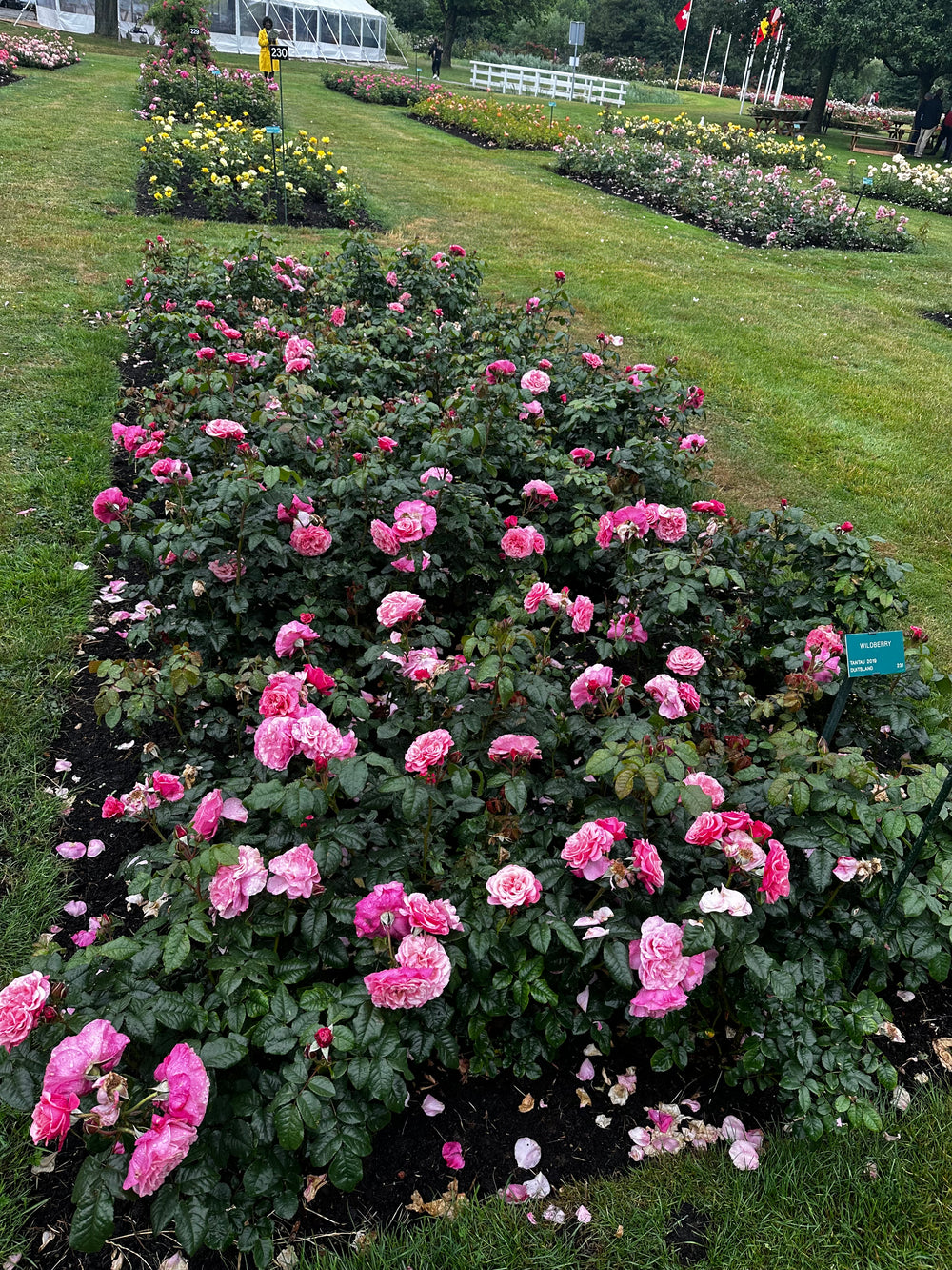 Wildberry roses in garden