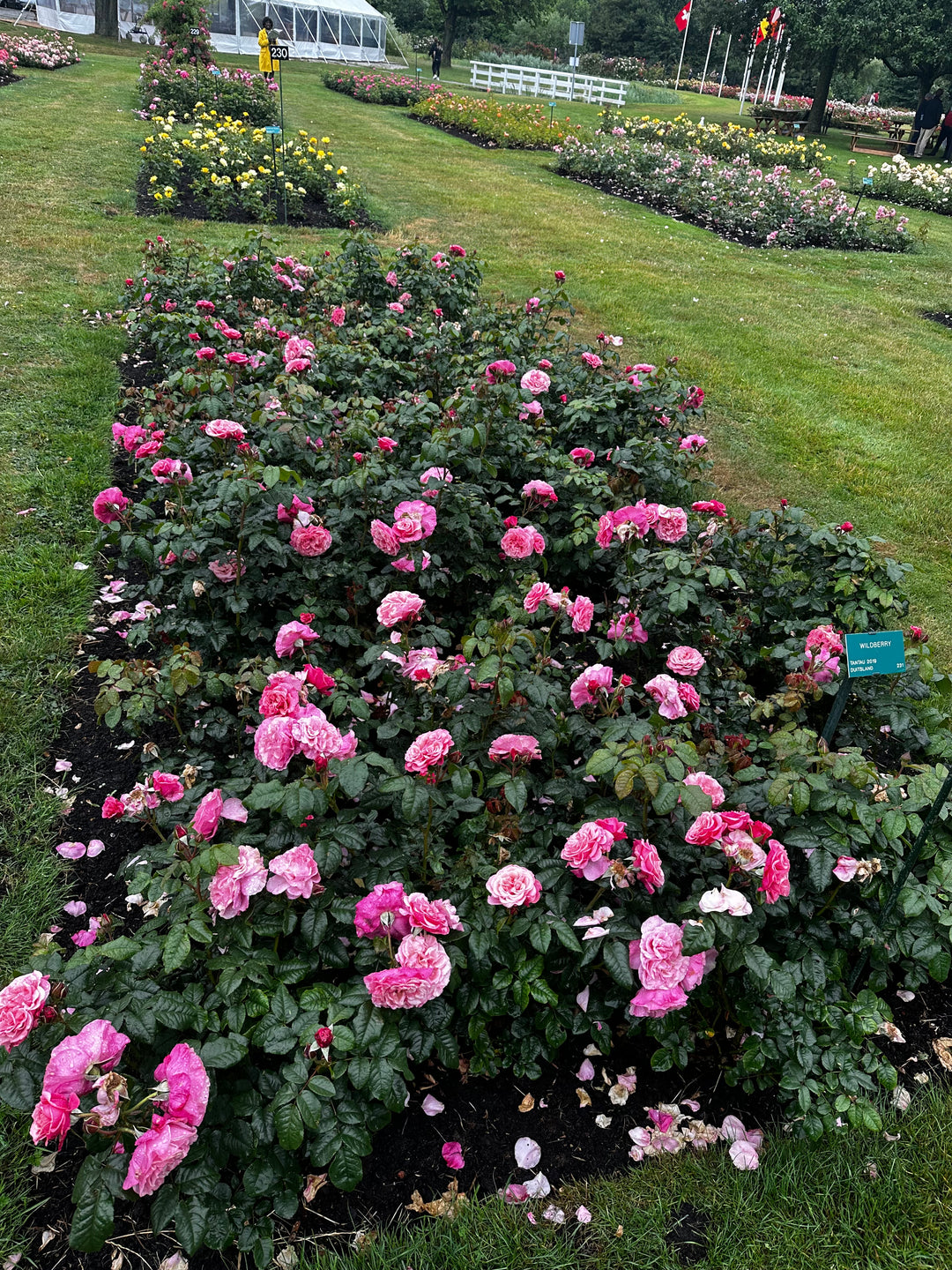 Wildberry roses in garden
