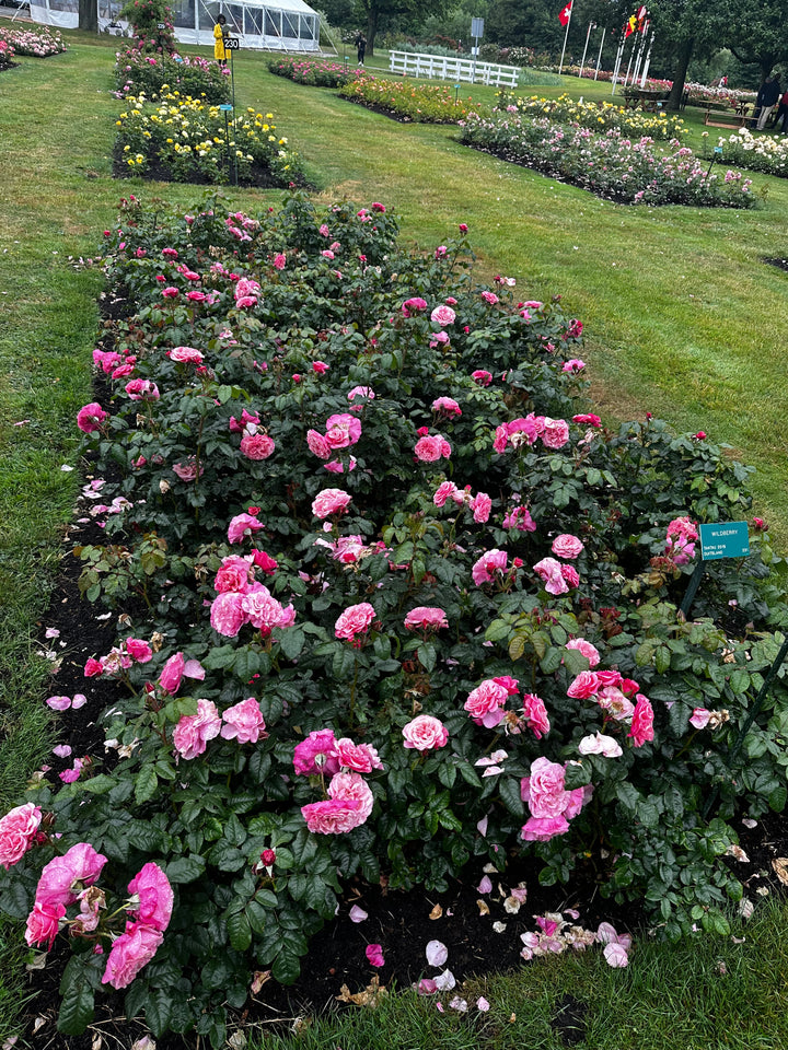 Wildberry roses in garden