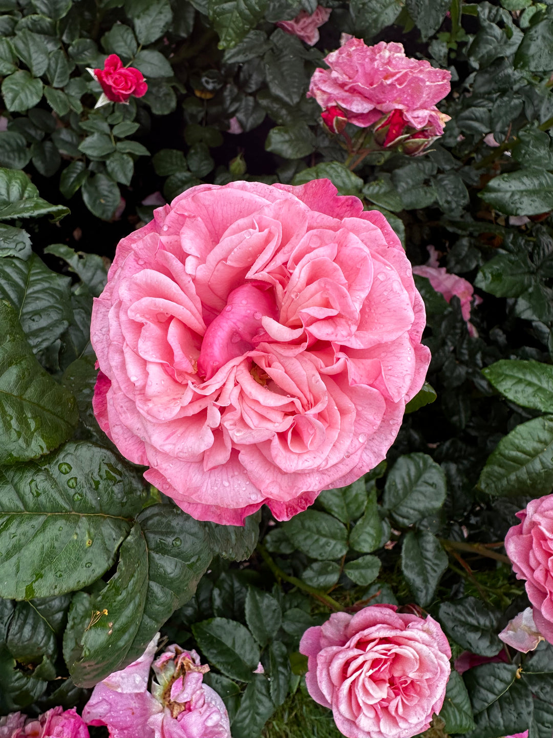 Wildberry bloom
