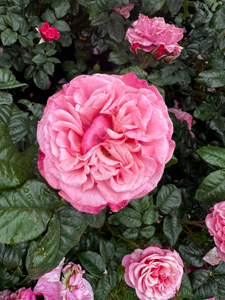 Wildberry bloom