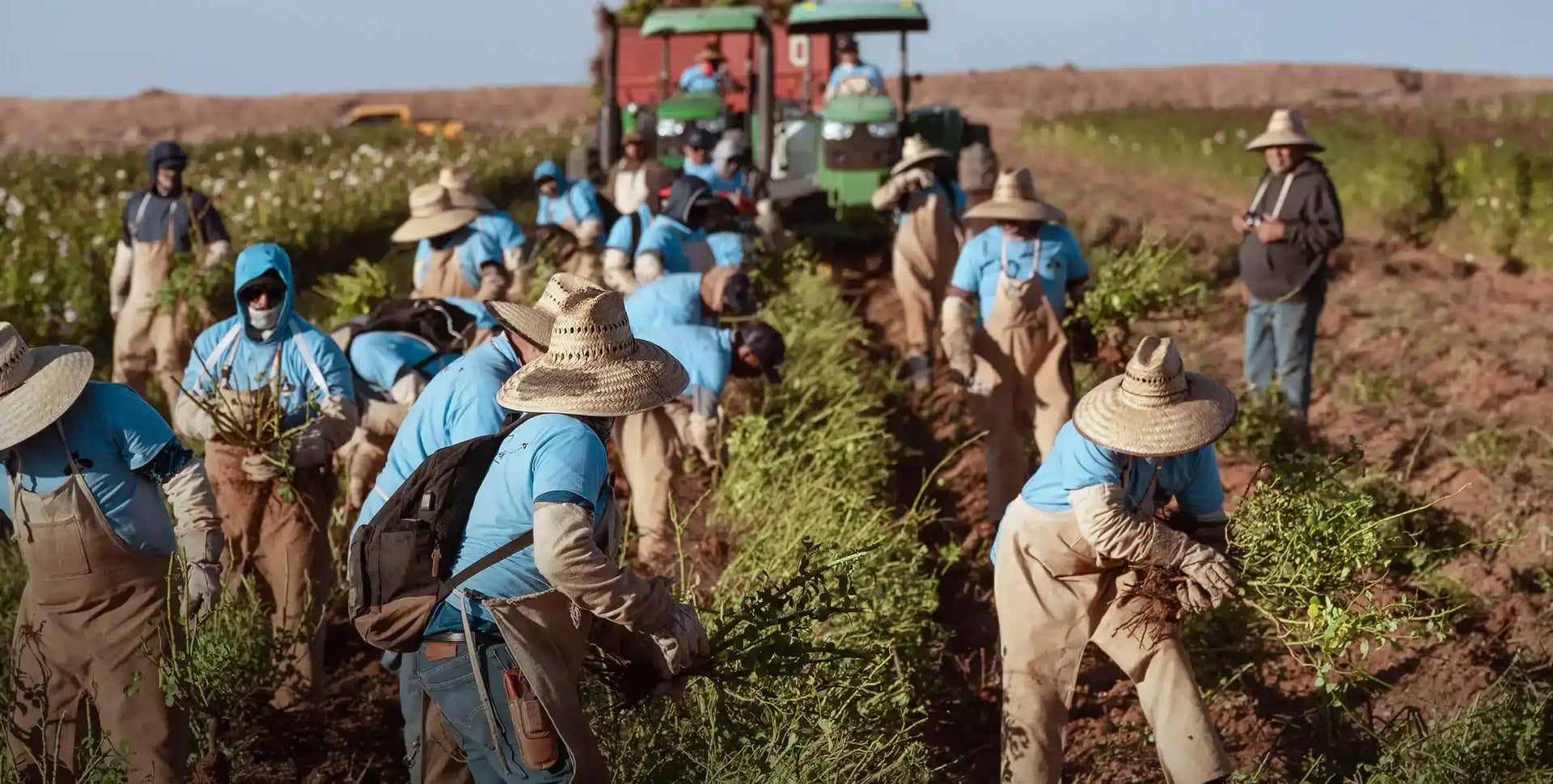 Farmers with two tractors on a farm, tending to bare-root rose bushes