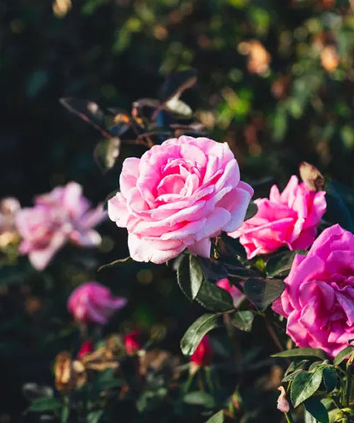 Barbra Streisand’s Coveted Rose Bush Is Back—Don’t Miss the Chance to Grab Yours