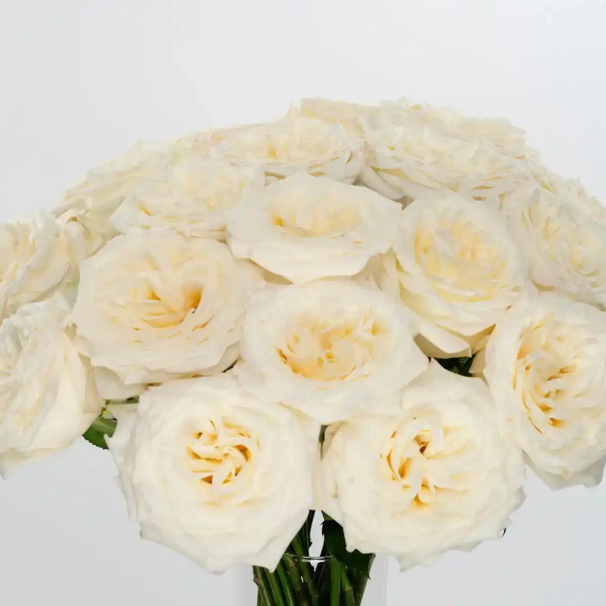 Candlelight Roses Candlelight™ White Rose Variety | April & Ashley