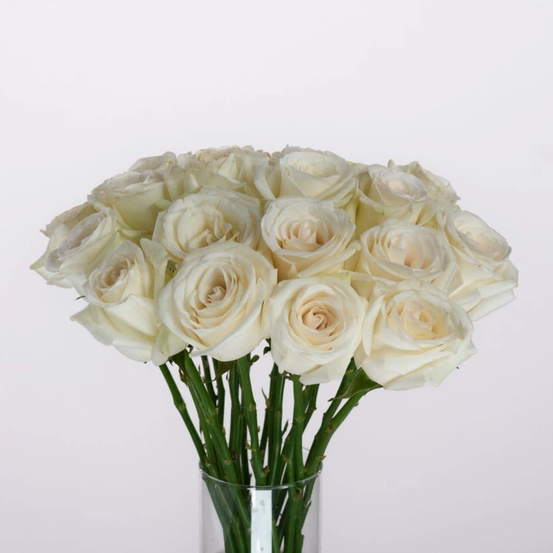 Bouquet of white roses in a clear vase on a light gray background