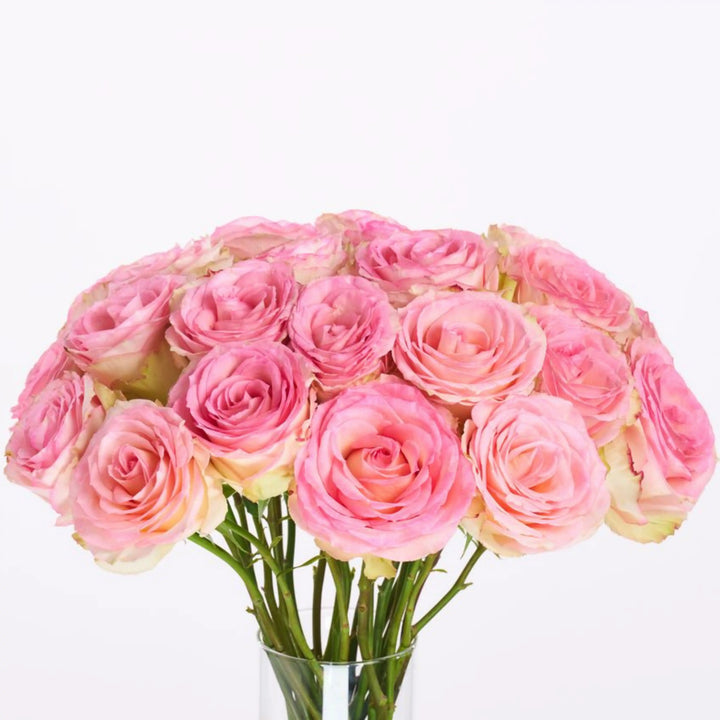 Bouquet of pink roses in a clear vase on a white background