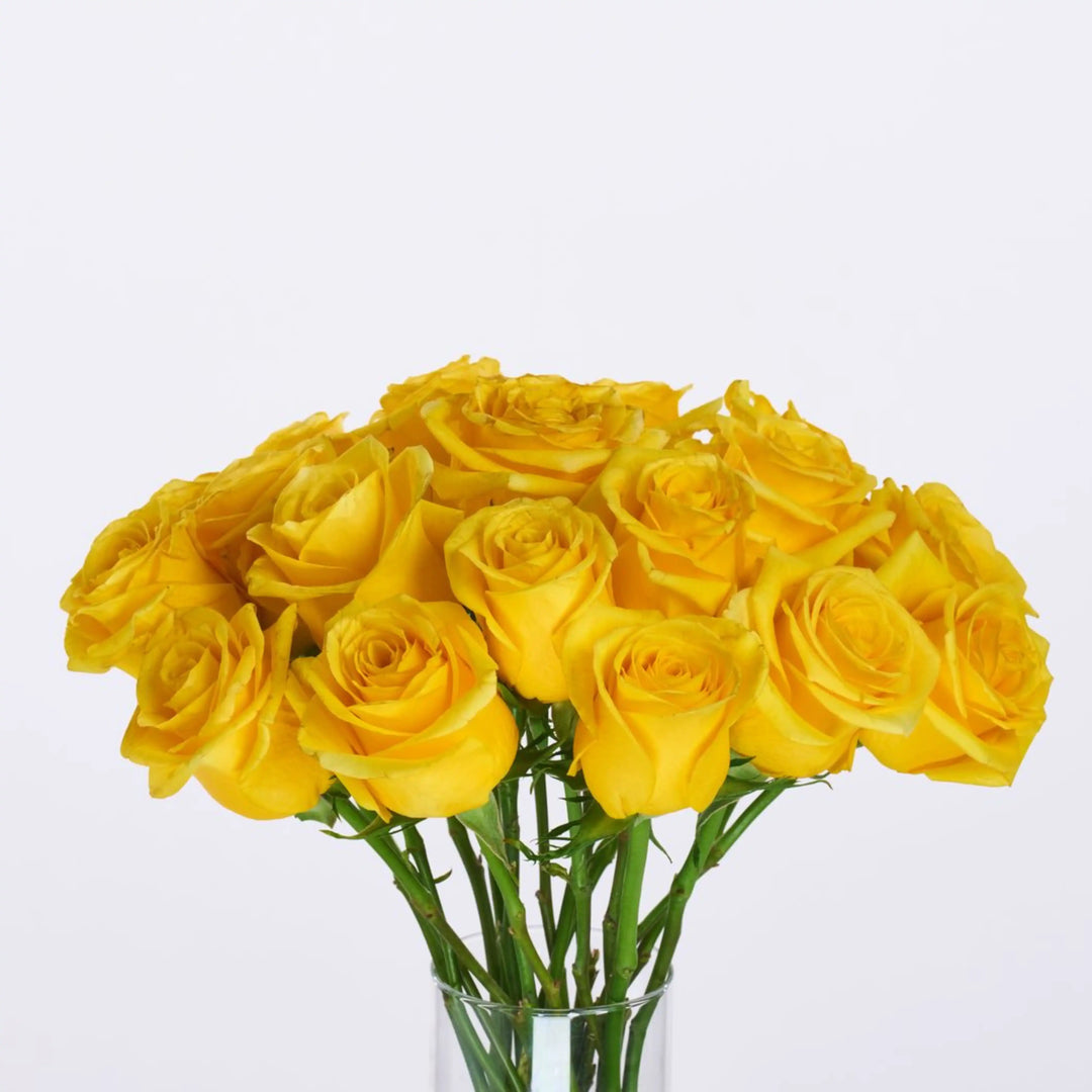 Bouquet of yellow roses in a clear vase on a light gray background