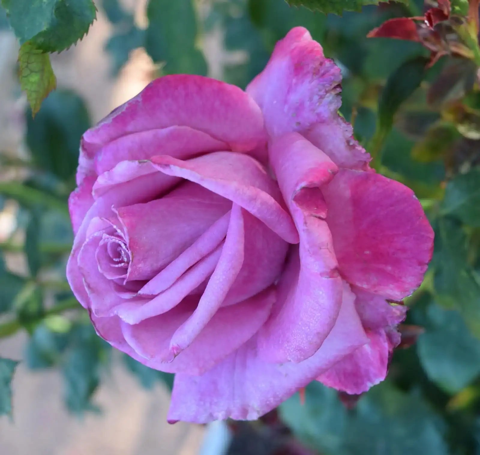 Hardiness Zone 5 Rose Bush Collection | April & Ashley – Page 10