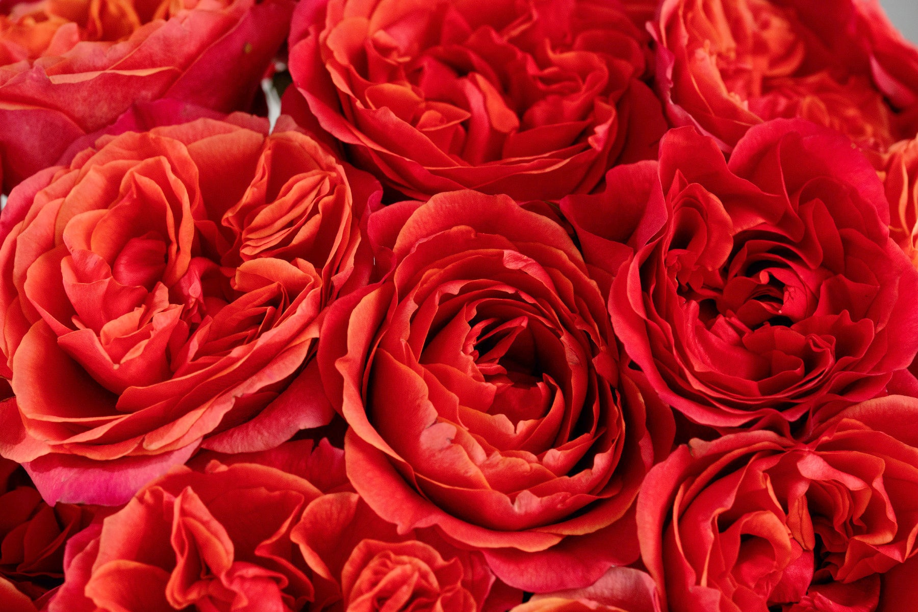 Dark X-pression™ – April & Ashley