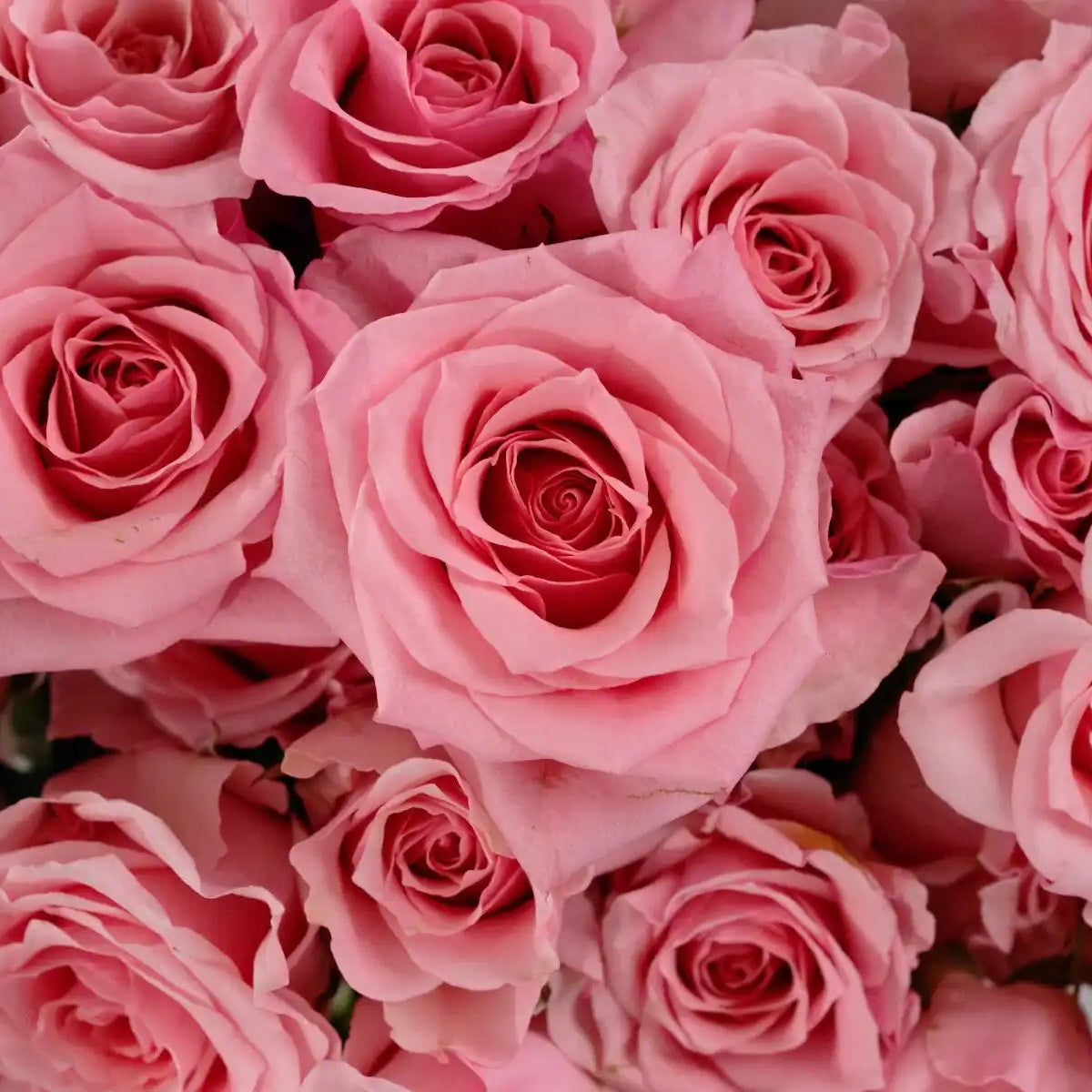 Schreurs Rose Bouquets | April & Ashley