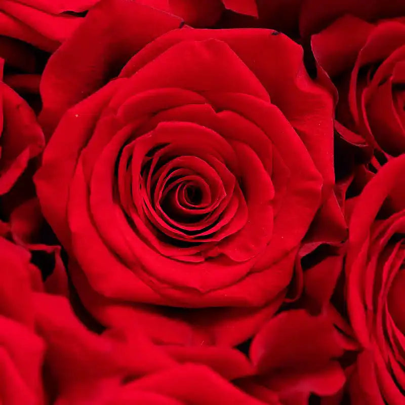 Freedom™ Classic Red Rose Bouquet | April & Ashley