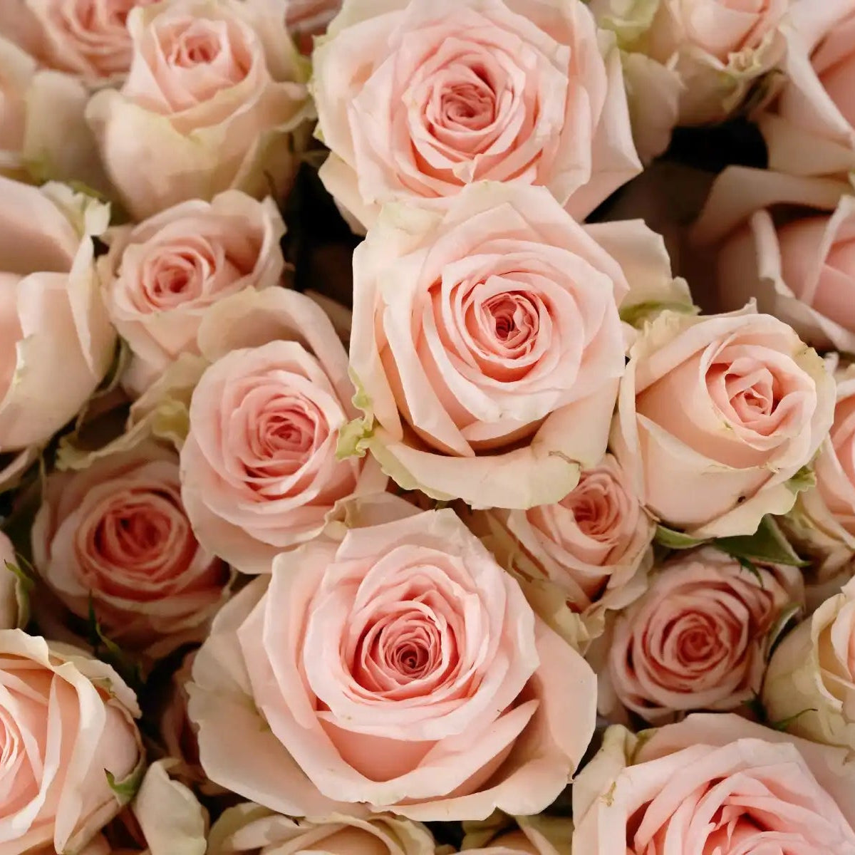 Schreurs Rose Bouquets | April & Ashley