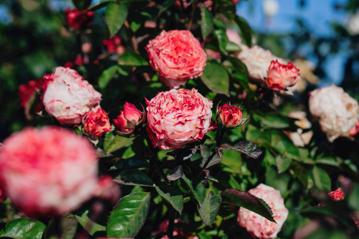 よ*ん様 ❤️開花株❤️BRIAR ROSE同一交配930Ash【ASHWOOD Keira Blush Pink English Rose | David Austin