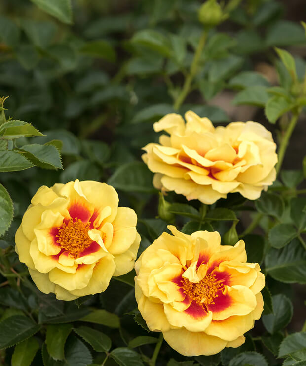 Looking to bring luck and positivity into your garden?
