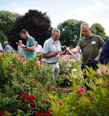 63rd edition International Rose Competition The Hague