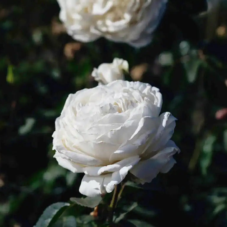 Jewena Roses Jeanne Moreau™ Creamy White & Pale Yellow Rose | April & Ashley