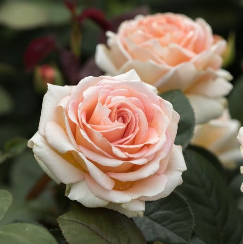 Close-up of two pink roses with green leaves in the background