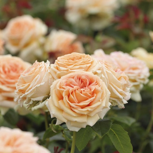 Close-up of peach-colored roses with a blurred background