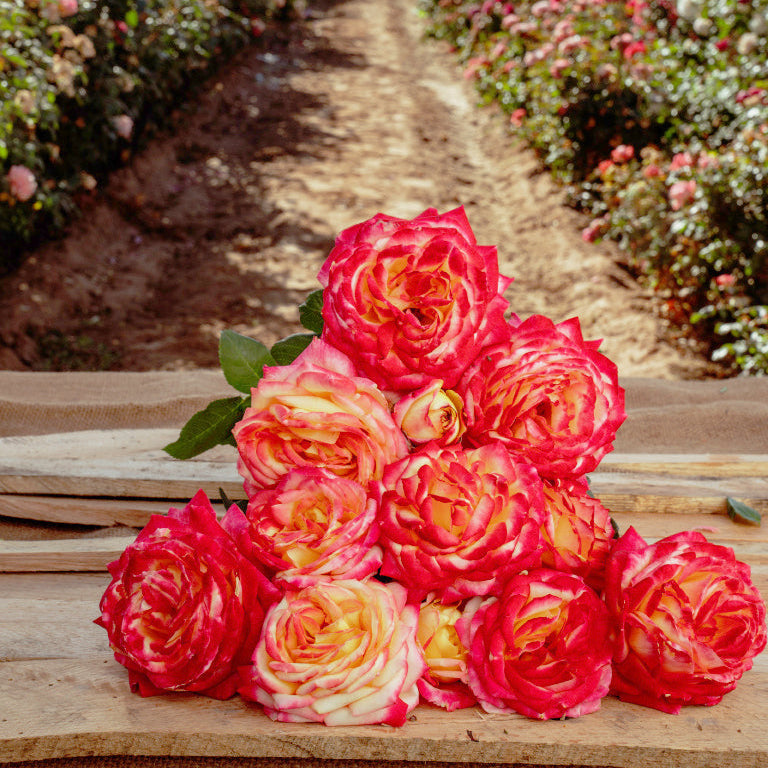 Lasting Love Rose Bushes