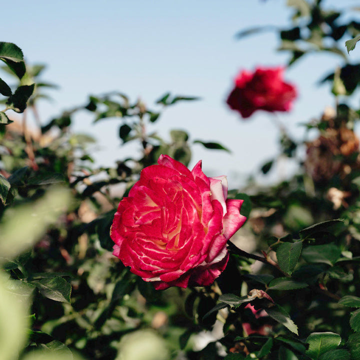 Lasting Love Rose Bushes