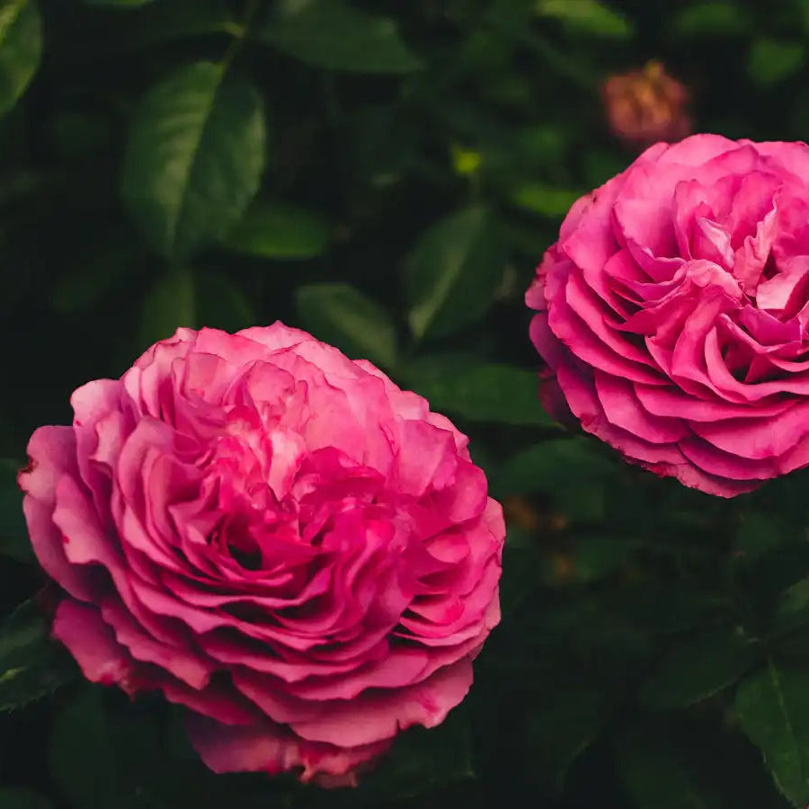 その他 rose Navy™ – April & Ashley