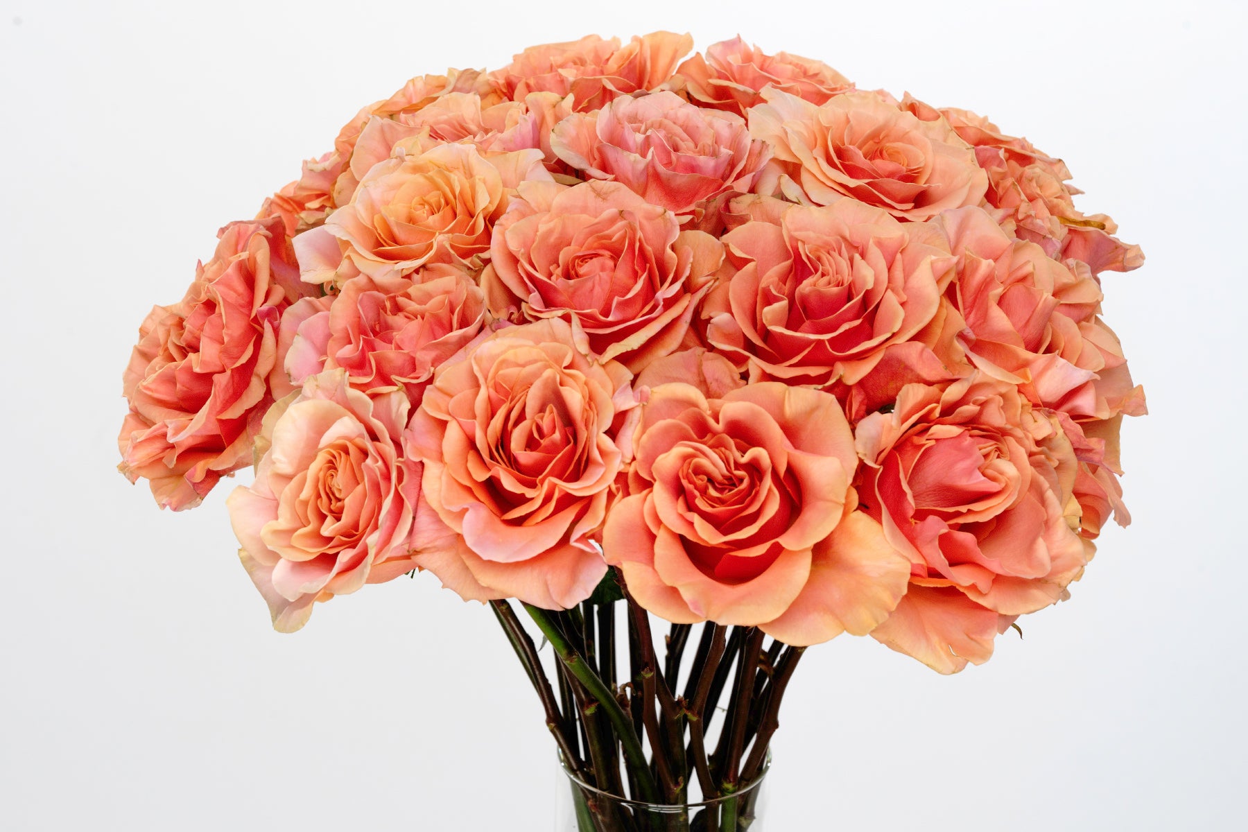 Phoenix™ Peach-Pink Rose | April & Ashley