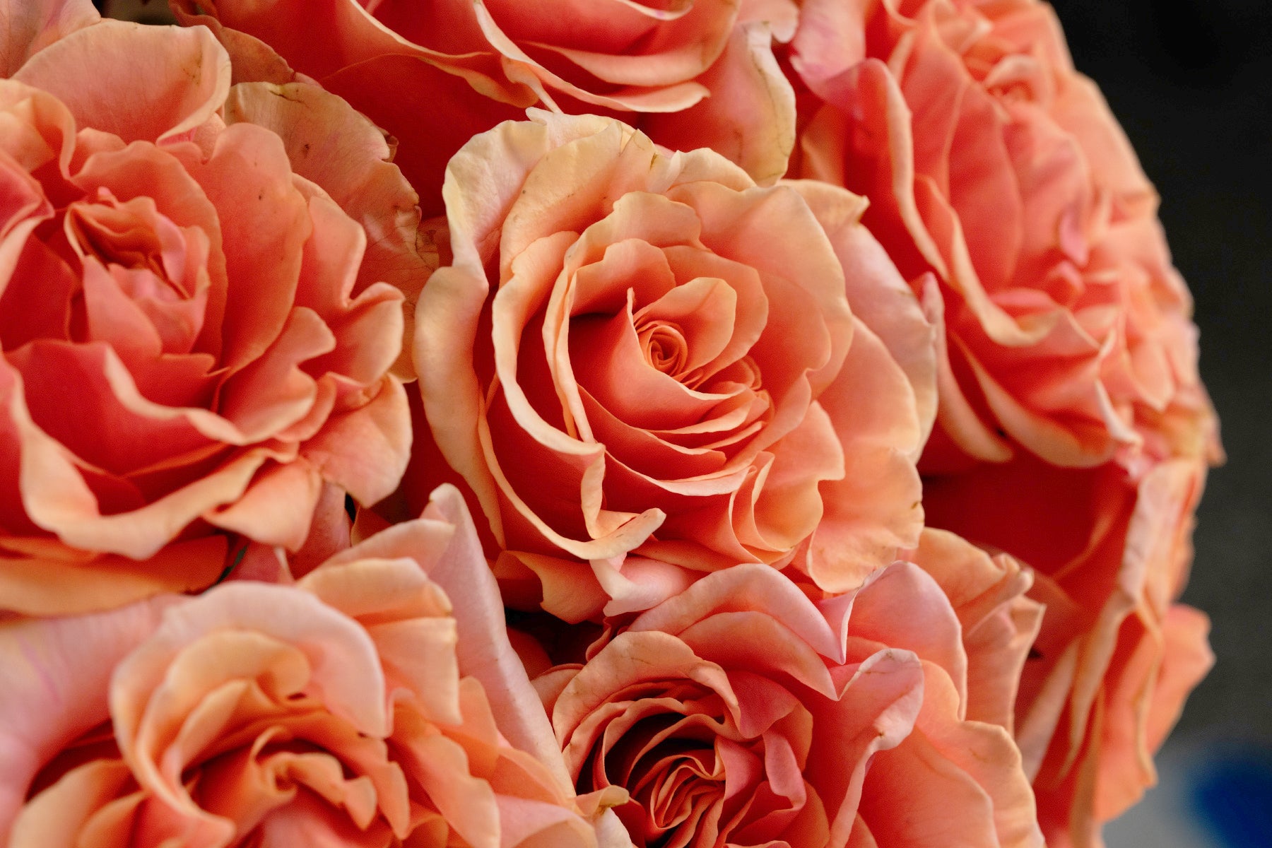 Phoenix™ Peach-Pink Rose | April & Ashley