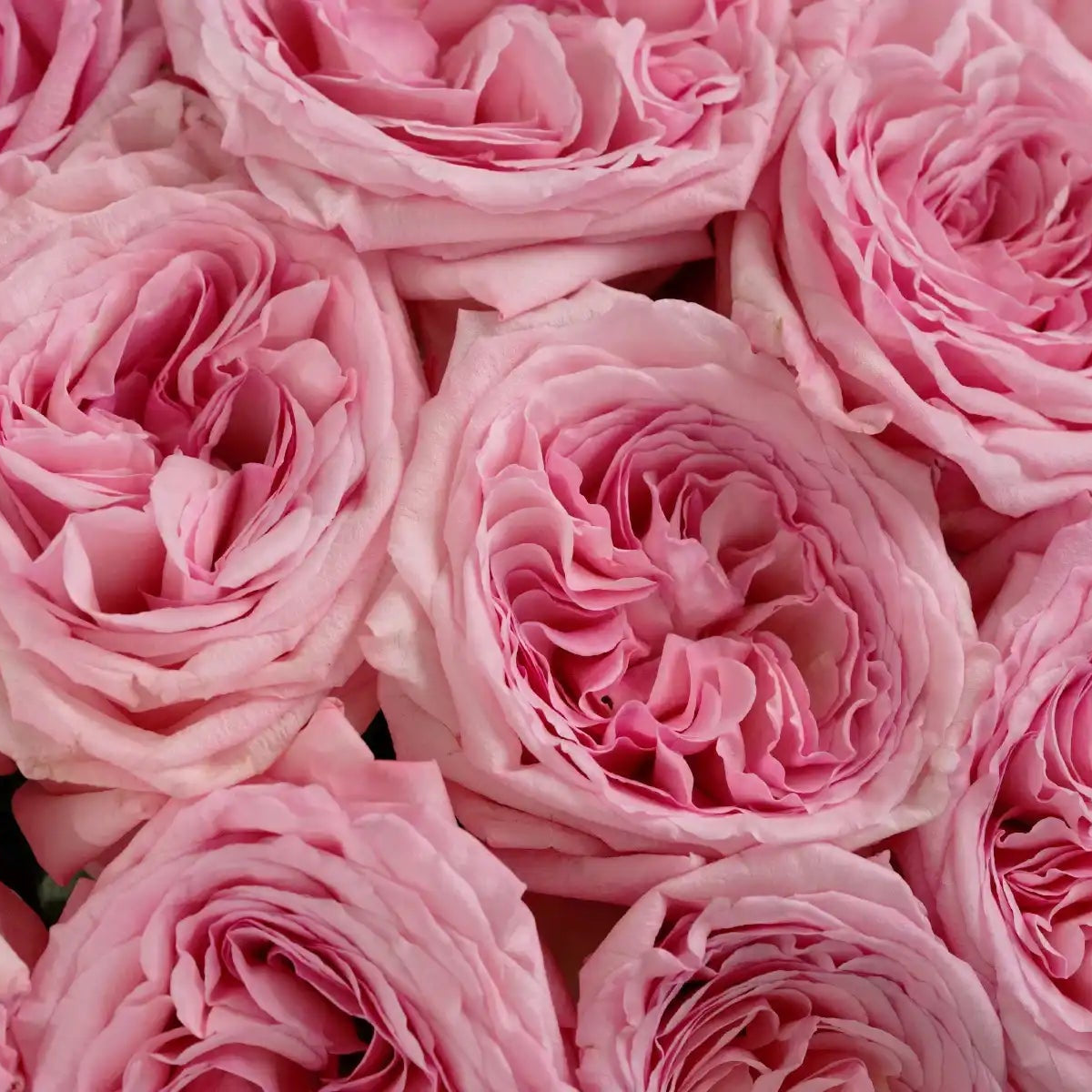 Pink O'Hara™ Baby Pink Rose | April & Ashley