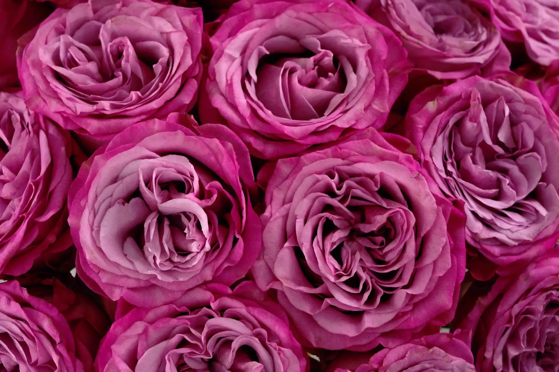 Queen's Crown™ – April & Ashley
